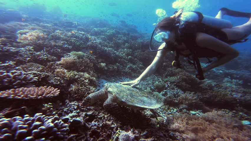 Scuba diving, woman or turtle underwater with coral reef for swimming, adventure and wildlife in ocean. Diver, person or snorkeling by seabed with reptile for travel, vacation or undersea exploration
