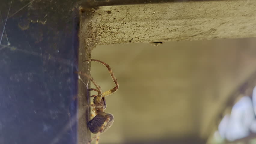 The spider diadem araneus diadematus crawls around the building and weaves a web