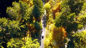 
a white car gracefully winds its way along a winding mountain road. The vibrant yellow trees act as a frame, dancing with the wind and creating a landscape that captures the essence of the season.