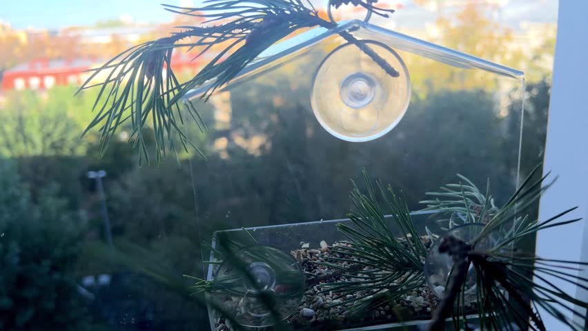 Cute tit bird flying to camera ti sit on transparent bird feeder and eat seeds. Watching birds from home. Film grain pixel texture. Soft focus. Live camera. Blur. | Shutterstock HD Video #1111715209
