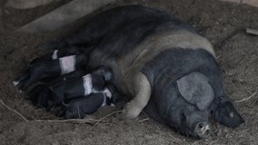 Black Belted Breed of Pig originated in Slovenia where it is called Krskopoljski Pig on a Countryside free range farm