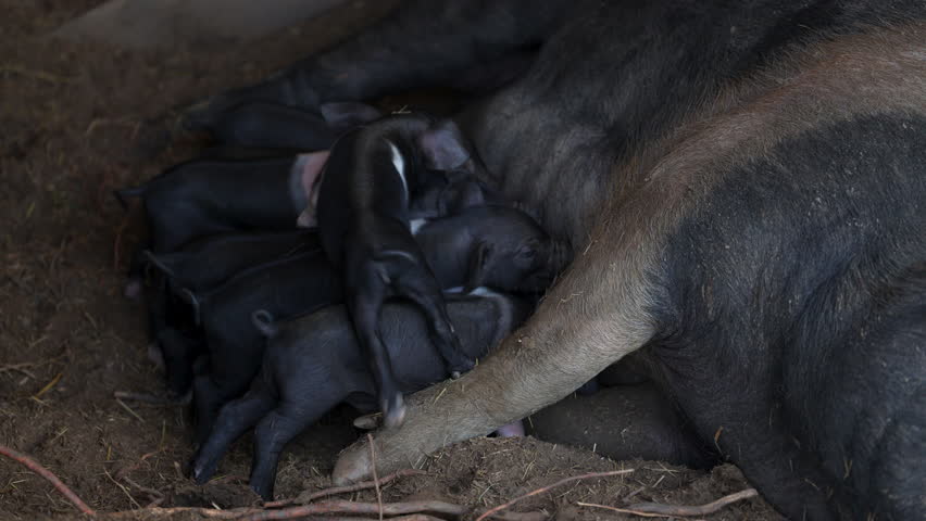Black Belted Breed of Pig originated in Slovenia where it is called Krskopoljski Pig on a Countryside free range farm Royalty-Free Stock Footage #1111716119