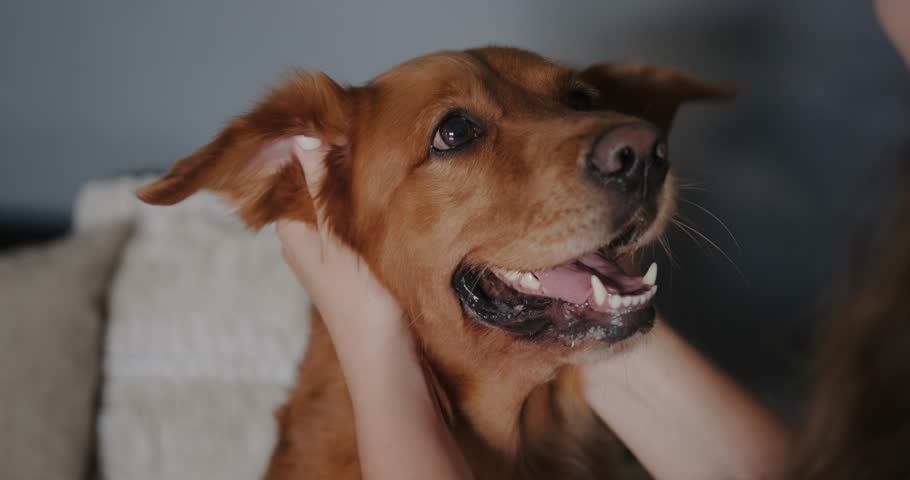 Portrait of the muzzle of a dog of the Golden Retriever breed being caressed by its owner, a funny dog. Dog sitter and walking services. Stroke behind the ears. Royalty-Free Stock Footage #1111717683
