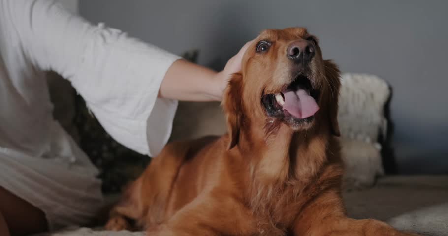 A young woman's hand strokes a golden retriever dog lying next to her. The dog lies with its mouth open and its tongue sticking out. The concept of friendship between man and dog. Royalty-Free Stock Footage #1111717687