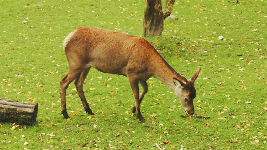 A young European red deer walks along a green lawn | Shutterstock HD Video #1111719681