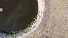 Aerial view of a cow at a watering hole in pasture in Extremadura