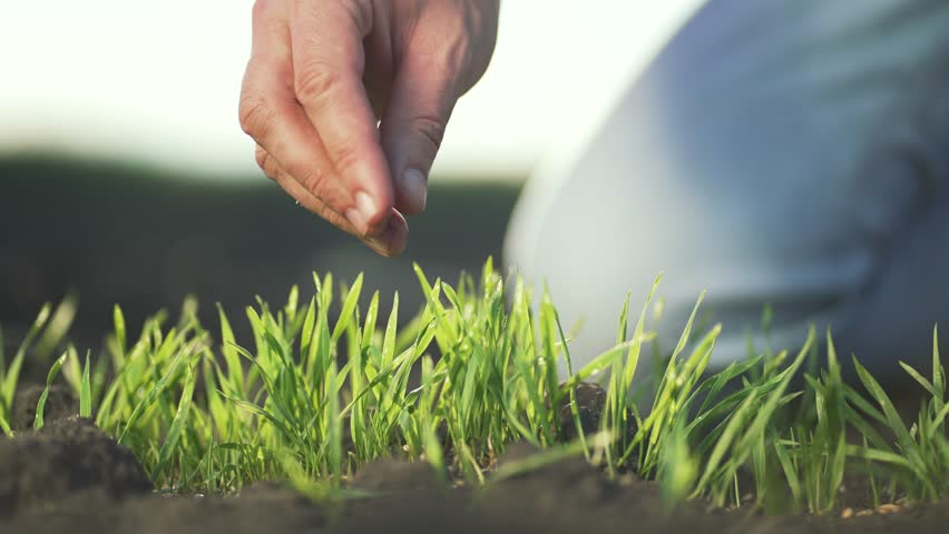 Agriculture. Farmer's hand strokes green wheat sprouts. Farmer examines future wheat harvest. Green wheat sprouts stir in the wind in fertile soil.Spring on the farm a green plant in farmer's hands | Shutterstock HD Video #1111723471