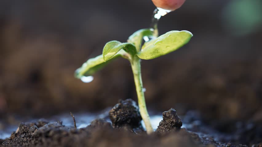 Caring hand pouring water on tiny sprout in garden. Leaves of plant reach for droplets of life-giving water. Farmer waters green bud in the soil. Hands with refreshing water irrigate green sprout