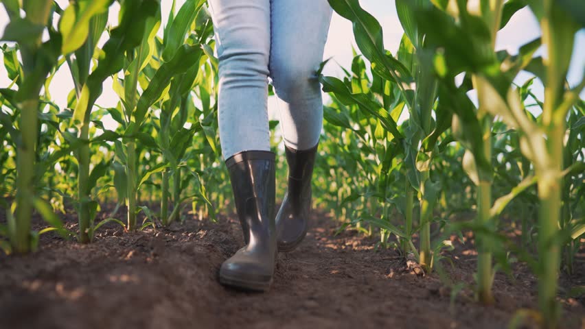 Agriculture. Farmer girl inspects harvest of corn on farm in summer at sunset. Farmer in rubber boots walk across field. Agronomist walks through a plantation field of corn in the summer at sunset. | Shutterstock HD Video #1111723493
