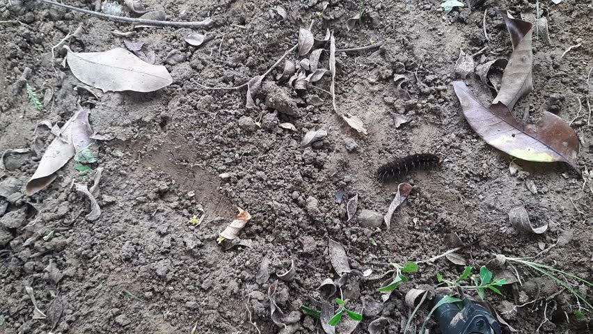 Caterpillars walk on the ground