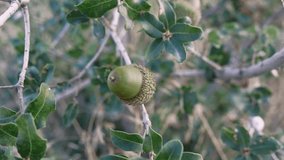 Green immature acorn of canyon live oak, a symbol of perennial growth. Canyon live oak's fruit, showcasing nature's cycle. Close-up of canyon live oak acorn, a native evergreen's bounty. 