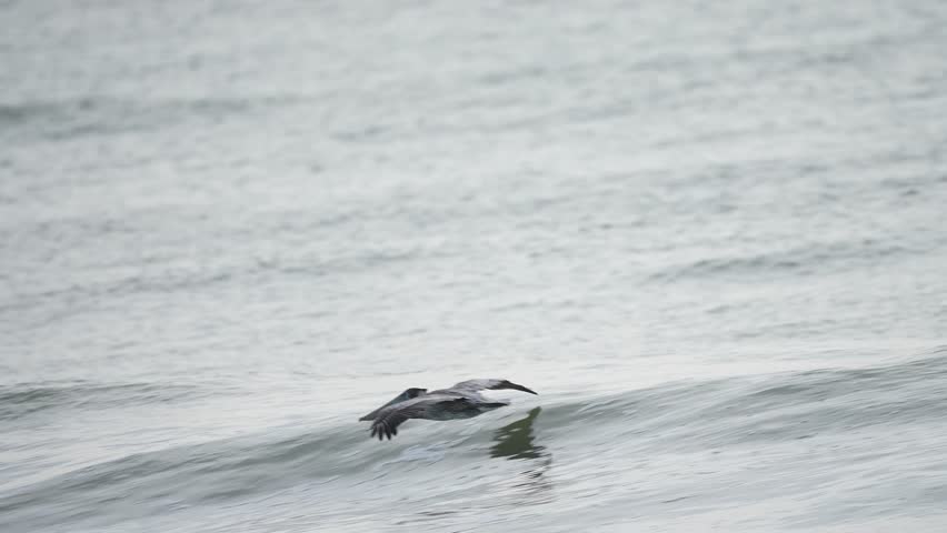 Pelican Gliding Over the Ocean in Slow Motion