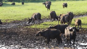 African of Cape buffalo (Syncerus caffer) herd at a muddy waterhole, Mokala National Park, South Africa