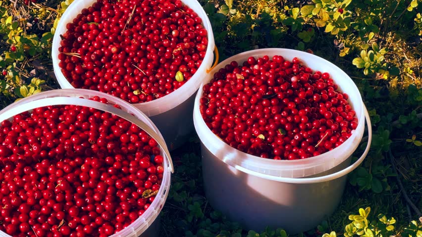 A large lingonberry, plucked from a bush with green leaves. Cranberry harvest, collected in buckets in the northern lands. Lots of berries on a pillow of moss. Picking berries in the northern forest. 