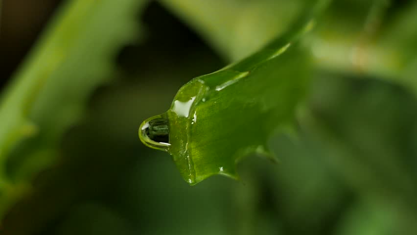Vertical screen: slow motion, a drop of juice flows from a cut of an aloe vera leaf. Juice from aloe vera drips slowly. The concept of using aloe extract in creams and lotions for skin care. Royalty-Free Stock Footage #1111733061