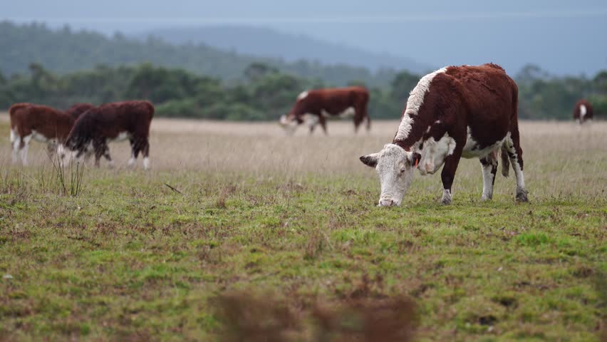 Herd of Hereford cows grazing in a field. Regenerative organic cattle eating grass on a farm 