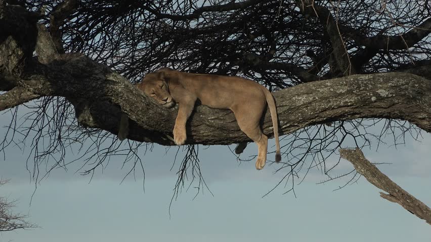 Lions in the African savannah. African Wildlife in Maasai Mara, plains of Kenyan National Reserve. Big cat. Africa Safari Animals in Masai Mara North Conservancy. Lioness resting in Serengeti.