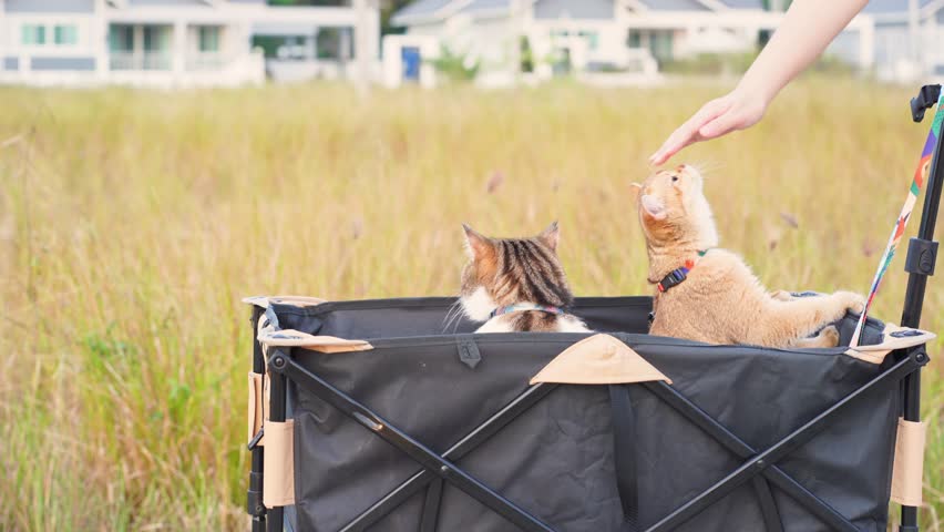 people and pet activity concept with cat happy and fun in cart during sunset