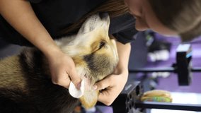 Veterinarian cleaning dog's ears with a cotton wool. Pet groomer takes care of a corgi dog