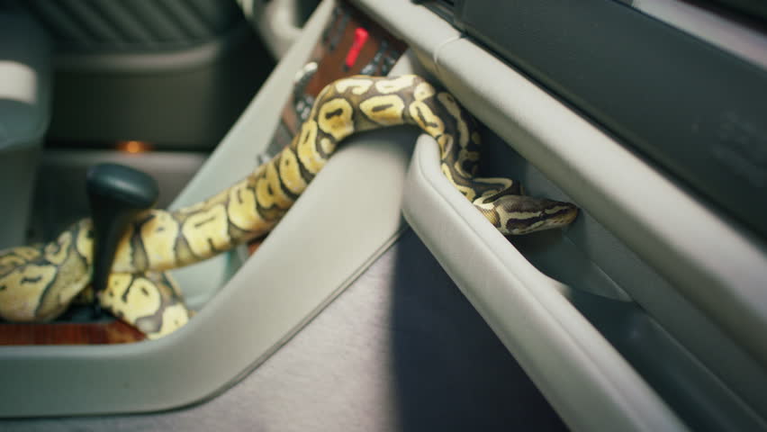 Inside of a retro car capturing video of a large boa snake moving slowly over the all car | Shutterstock HD Video #1111741511
