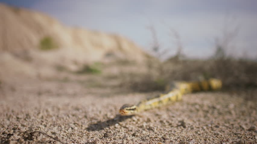 In front of the camera slowly moving snake through the sand in a sunny day | Shutterstock HD Video #1111741515