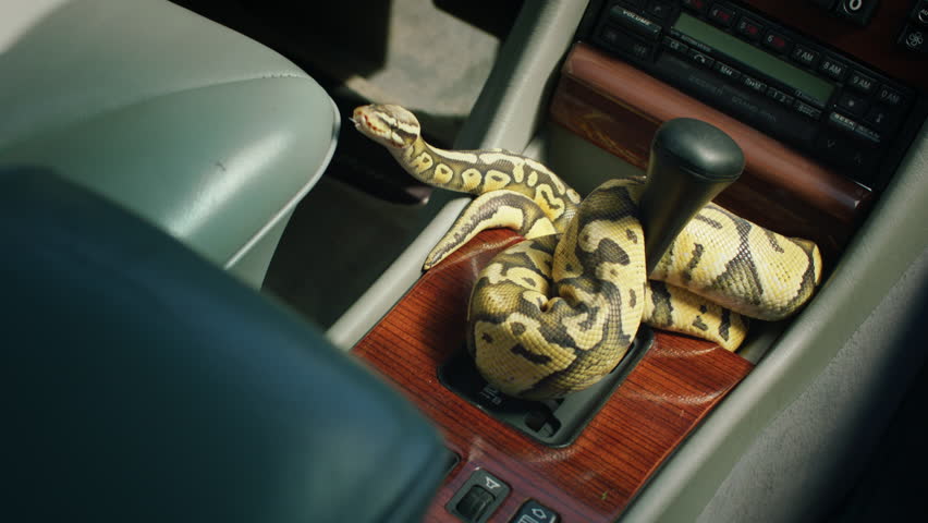 In the retro car amazing snake moving slowly he are in the front of the car and raises his head up | Shutterstock HD Video #1111741517