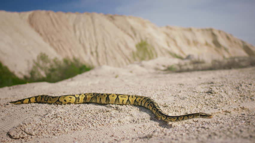 Beautiful snake in the middle of nature desert very wonderful raises its head up then start to slithering across the sand | Shutterstock HD Video #1111741527