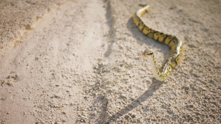 Closeup to the camera in the middle of nature through the sand the amazing snake raises its head up and stop moving | Shutterstock HD Video #1111741529