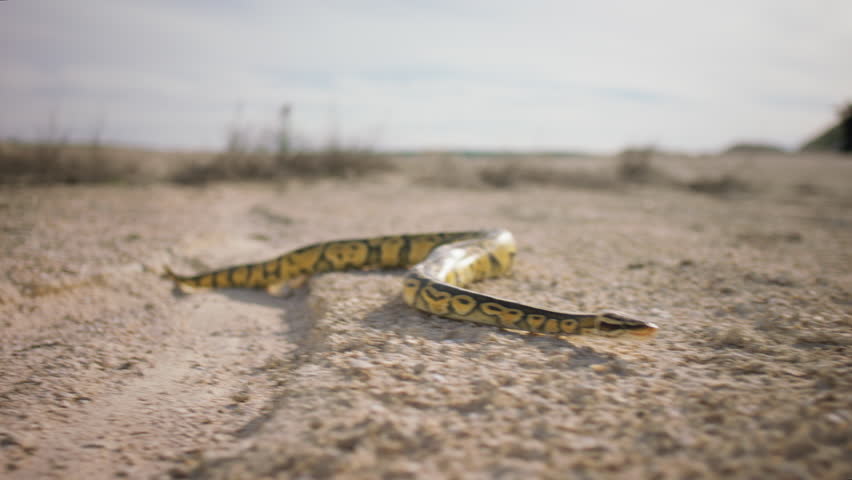 Venomous snake very beautiful capture in the middle of the desert slithering across the sand | Shutterstock HD Video #1111741533