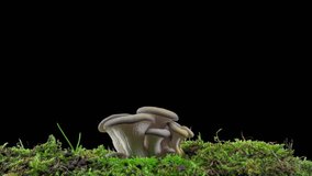 4K Time lapse of oyster mushroom growth - close-up. Healthy eco food. Edible mushrooms grow on a biofarm. Food production business. alpha channel, 4k video
