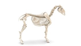 horse skeleton anatomy medical 3d animation