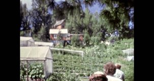 People walk in green beds with vegetables, herbs in summer. Growing organic fruits in rural areas. Vegetables greenhouses. Agriculture gardening. 4k vintage footage. Retro archival film. 1980s archive