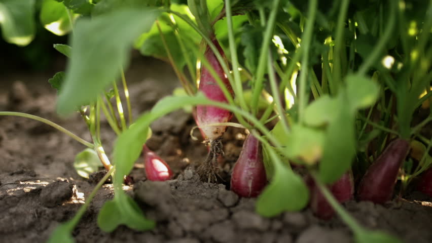 A woman farmer harvests red radishes in the farm garden. Pulls root crops out of the ground. Ecologically clean bio vegetables | Shutterstock HD Video #1111744319