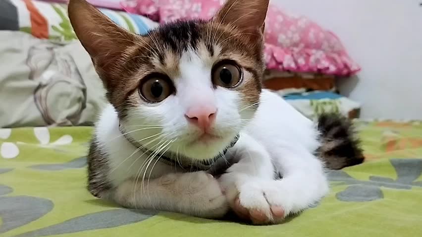Kittens on his bed, playing. Very adorable and cared for home pets.