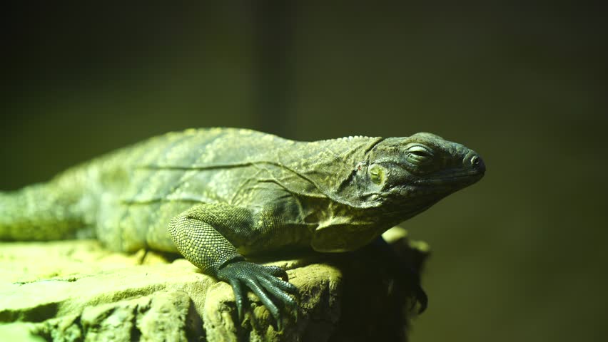 Video of Cuban rock iguana