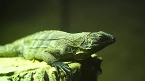 Video of Cuban rock iguana