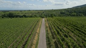 Aerial drone video of rural road leading through vineyard with straight rows on vines