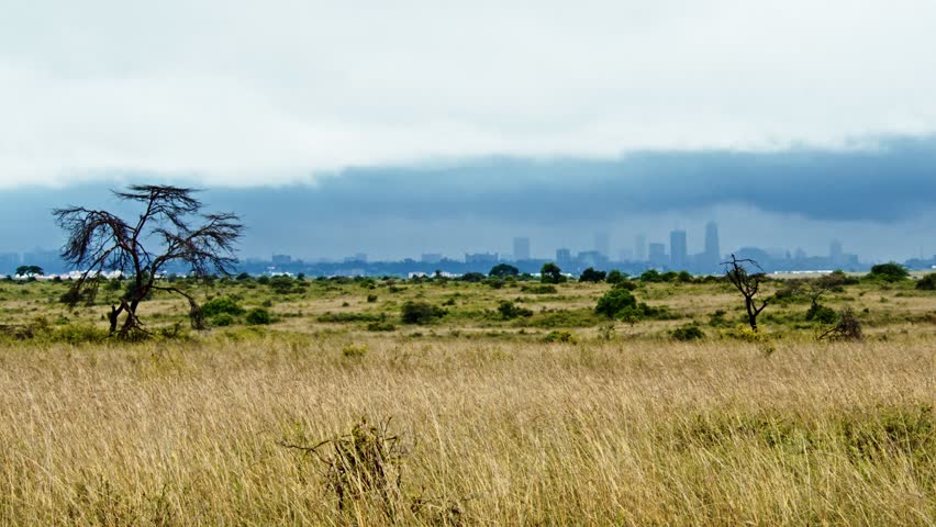 Safari with the city of Nairobi in the background. High-quality 4k footage