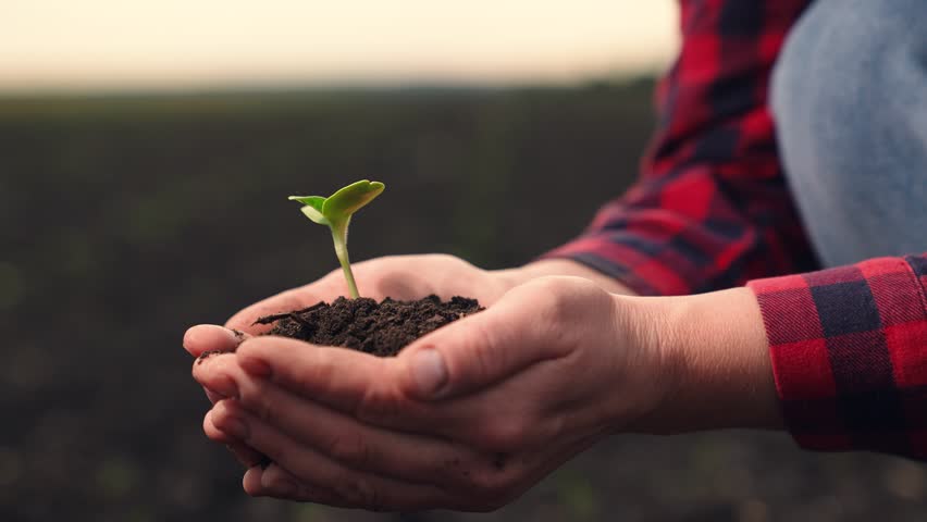 Farmers hand touches young green sprout in field. Agriculture. Growing crops in fertile soil. Ecology, life on planet earth. Green sprouts are evaluated by farmer in field. Agriculture concept. Royalty-Free Stock Footage #1111752221