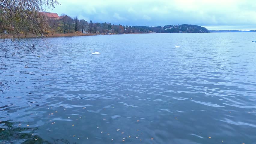 Two beautiful swans swim in the lake in Sollentuna outside Stockholm. A cloudy day during the autumn season in Sweden. The leaves float on the water in the lake. | Shutterstock HD Video #1111752913