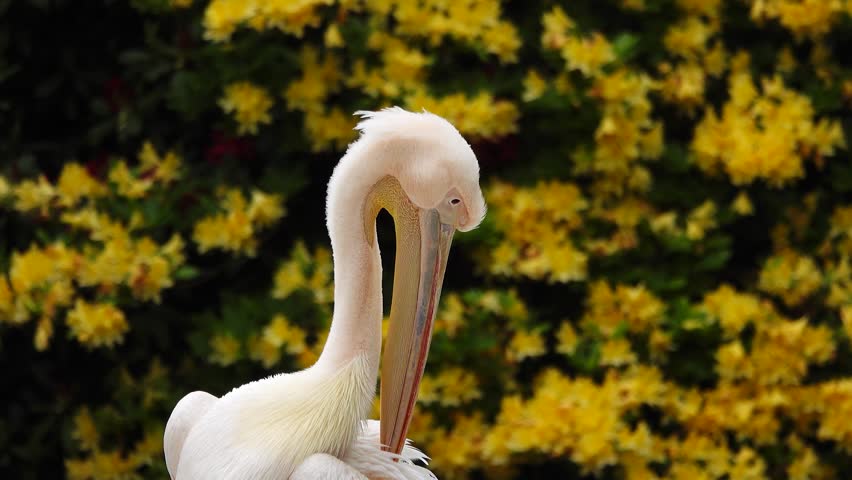 portrait of a pelican against a background of yellow flowers Royalty-Free Stock Footage #1111753001