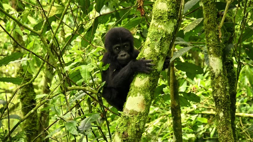 Eastern Gorilla - Gorilla beringei critically endangered largest living primate, lowland gorillas or Grauer's gorillas (graueri) in green rainforest, adults and child feeding and playing, Silverback Royalty-Free Stock Footage #1111755363