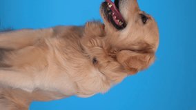 happy Labrador retriever puppy sticking out tongue and panting while looking forward and sitting on blue background