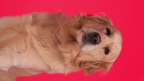 adorable golden retriever puppy looking forward and licking nose, being lusty and sitting on red background