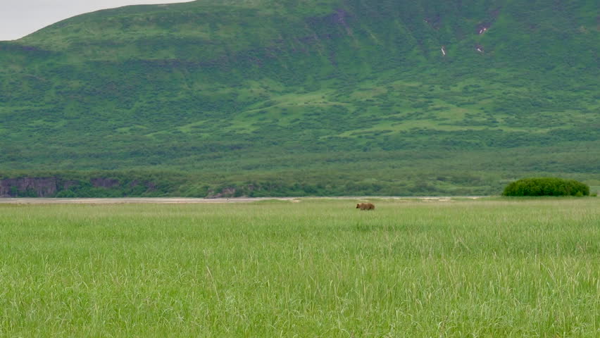 Alaskan brown bear in the distance. Grazing on sedge grass with mountains of Lake Clark National Park and Preserve, Alaska. Safe viewing distance. 