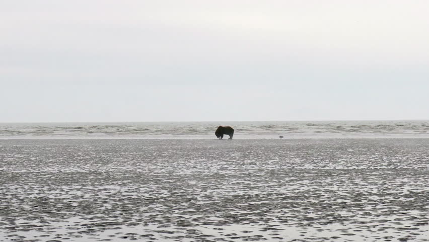 Alaskan peninsular brown bear digging for razor clams in the mud flats of Cook Inlet at Lake Clark National Park and Preserve in Alaska. Silver Salmon Creek area with slight fog.