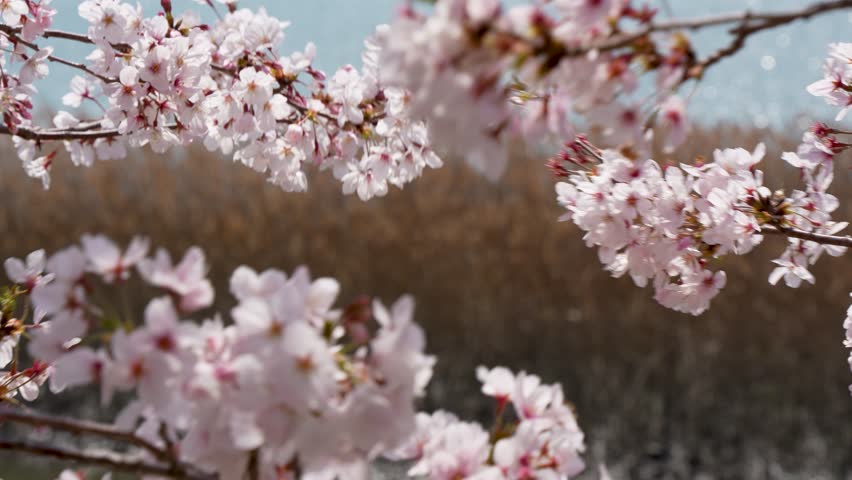 4K footage of cherry blossom branches in full bloom swaying in the wind.
Shot using a gimbal.
4K 120fps edited to 30fps | Shutterstock HD Video #1111759985