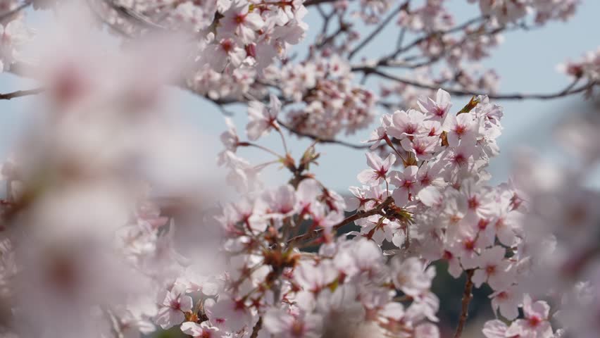 Tilt-up 4K video of cherry blossoms in full bloom.
Shot using a gimbal.
4K 120fps edited to 30fps | Shutterstock HD Video #1111759991