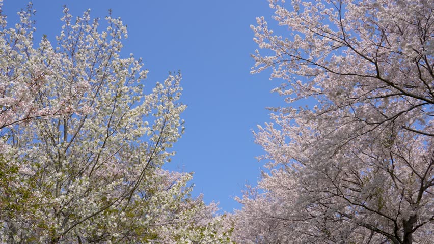 Video of a cherry blossom branch in full bloom swaying in the wind.
Fixed video recording.
4K 120fps edited to 30fps | Shutterstock HD Video #1111759993