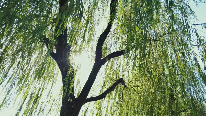 Xi Lake (West Lake) as the famous UNESCO site in Hangzhou China